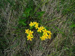 Marsh Marigold.